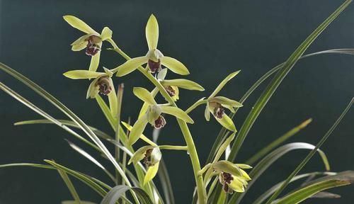  「兰花」兰花的开花的寿命是多久？在开花周期内需要注意什么？