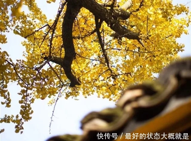 佛音袅袅，金黄满地，银杏配古刹，绝美！