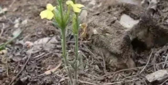 这种野草农民害怕它出现，但农民不知道的是，晒干后可卖300元