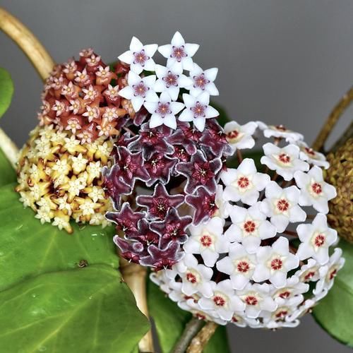  #植物#阳台也可以养爬藤植物，这几种爬藤植物随便选，美哭了！