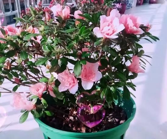  『用温水浇花』温水也可以浇花？浇完就疯长，比施肥还有用！