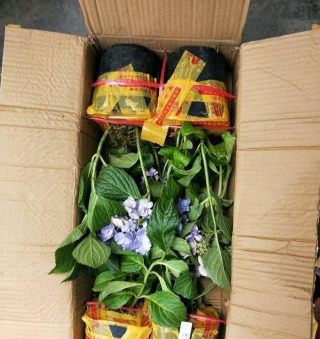 『解决』绣球养的干巴巴?都是心急臭毛病,3招解决干枯问题