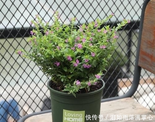 「花叶络石」农村遇到此“瑰宝级”植物,快挖回家摆起来!家人身体越变越棒
