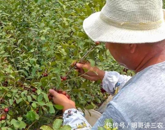  【钙果】小时候常吃的野果，现在20元一斤被誉为高钙果，农民却
