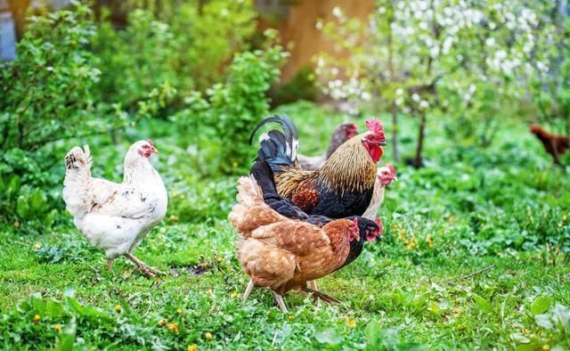 许多年轻人回到了农村，利用山林、林果地养鸡发了财！