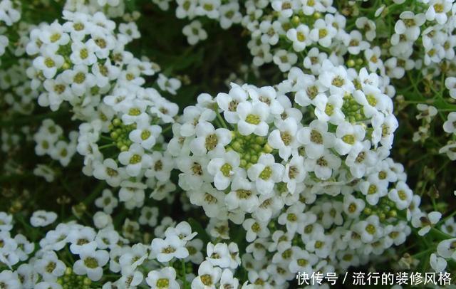  『漂亮』喜欢养花，就养盆开花漂亮颜色鲜艳的，开花量大花期很长，美极了