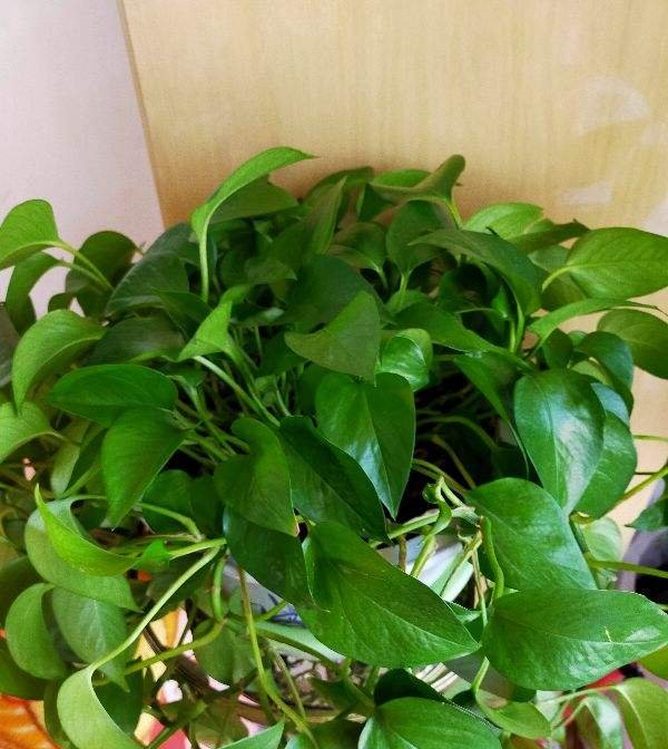  猪笼草■一个房间一盆花，清新驱蚊虫，夜夜睡得香