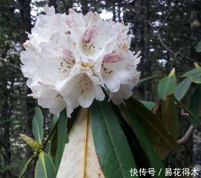  「杜鹃」国家Ⅱ级珍稀濒危物种|花色妖娆的大王杜鹃