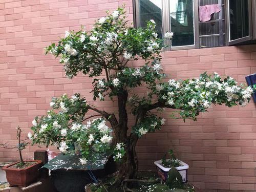  『香味』开花飘香“九里”，周杰伦为它作曲，养盆九里香，比香水香十倍