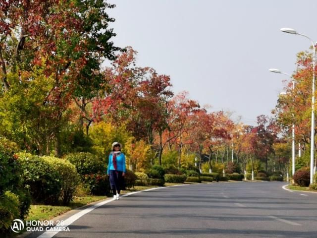 武汉红叶秋景点推介-花山春和路