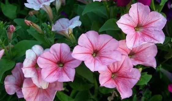  『美爆』5款懒人花，好养易爆盆，花朵清新优雅，花苞突突往外冒，美爆了