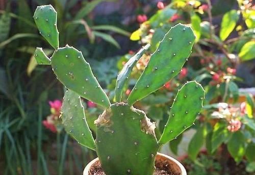  植物非常：养仙人掌科的植物，这种“土壤”最合适，不易烂根，开花更旺！