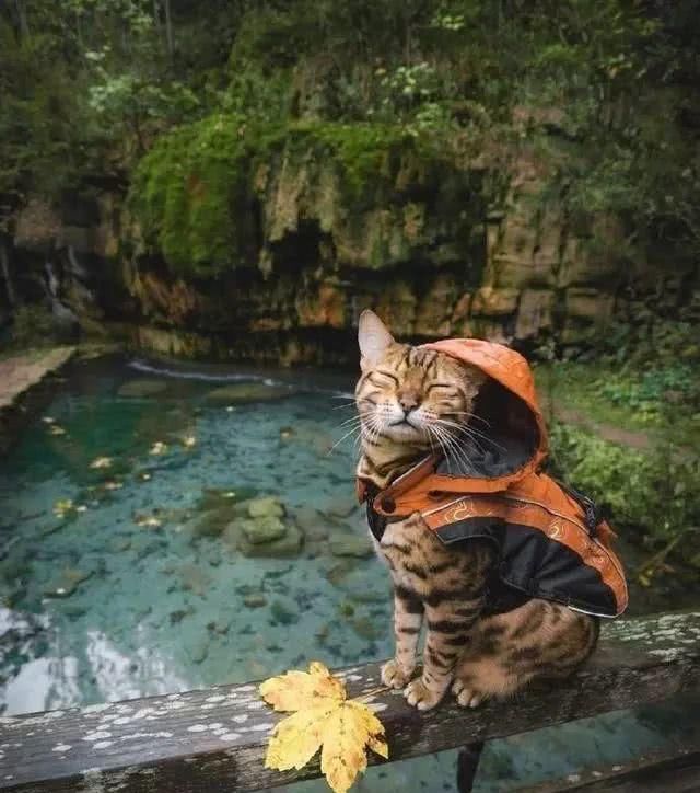这只猫很喜欢旅游，每次跟着主人旅行都会很兴奋，沉浸在大自然中