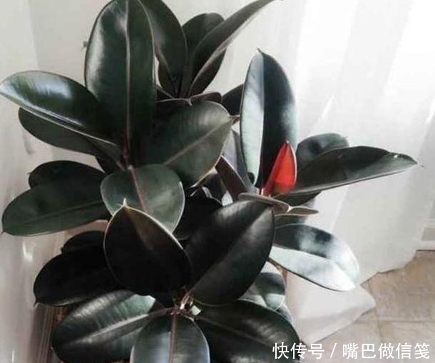  『对移栽的影响』盆栽橡皮树如何从水培转化为土培？4点到位，对根须无负面影响