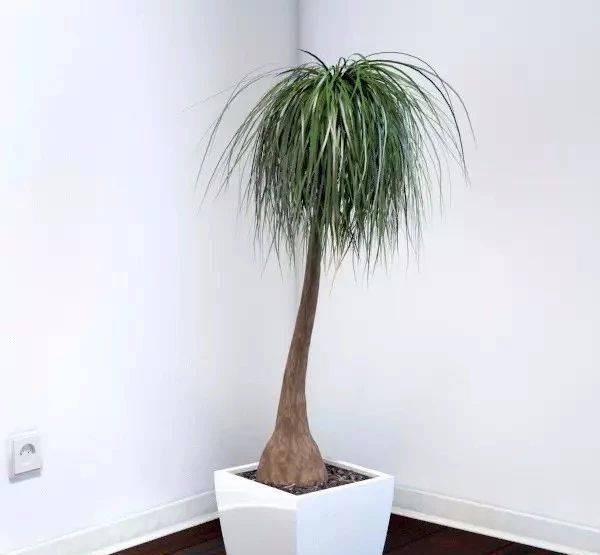  #室内#在北方的室内也能养好的几种热带观叶植物，让家里有热带的风情