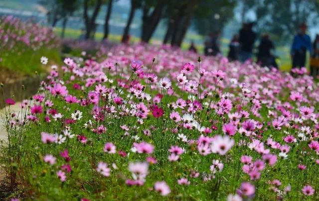  『花开满』长筒花,花色多样,花朵像长长的小喇叭,养护得当花开满盆!