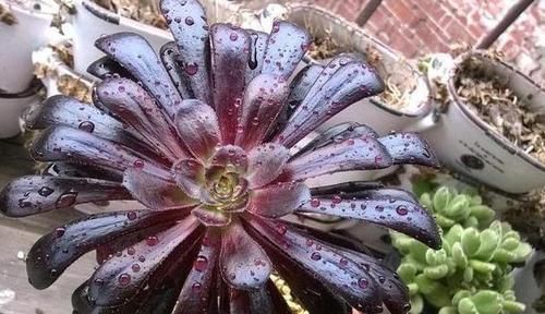 摆放■哪些植物适合摆放在客厅首选3款高颜值多肉,可镇宅招财