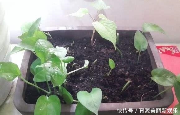 扦插|5种花,适合6月份扦插,精心养护下,7月长满盆