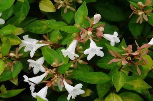  『常见』30种 · 野外常见植物，你叫啥？