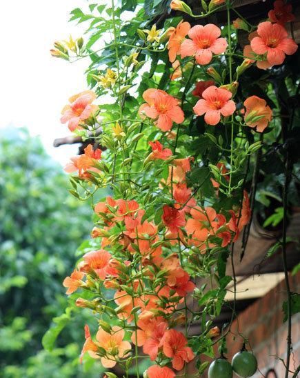牡丹■别看着眼馋,这些大型花,没有一个院子,买了也白花钱