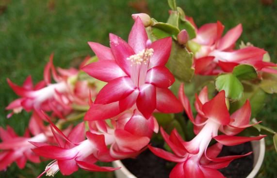  「年宵」5种“年宵花”，现在养一盆，开花一串串，充满着“仙气”