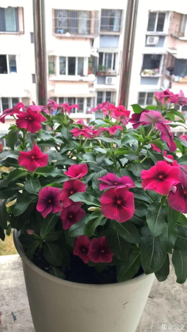  春天：20种春天爆盆花，阳台养一盆，天一暖和就开爆！