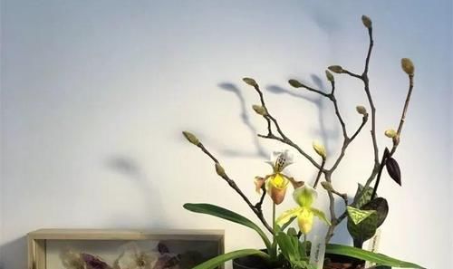  『光照的要求』最近大火的一款长寿，重瓣的一开像小灯笼，新手要慎养！