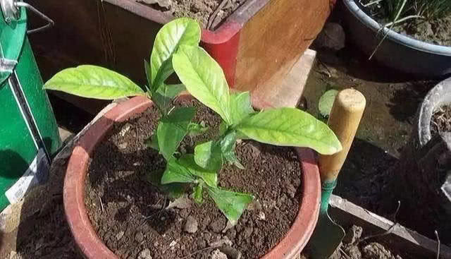 吸管:浇水是个“老大难”!花盆里插几根吸管,能轻松不少
