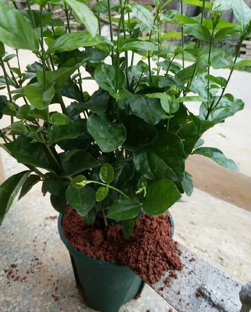  [不难]茉莉花徒长不开花？老花匠新招数，修修剪，转转花盆，开花真不难