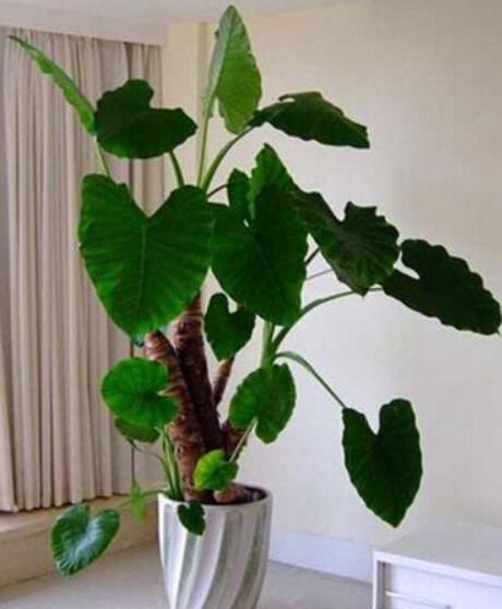  #白色乳汁#养花别随便，这3种花带有“毒汁”，室内不能养，千万别忽略