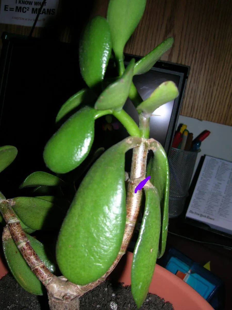 [肉质型]玉树的茎叶开始低垂，可能就是这几种原因引起的，看都怎么解决
