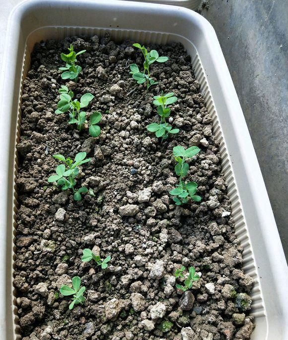  「够吃」阳台就是大菜园，这6种蔬菜都能种，一年不用买菜，全家都够吃