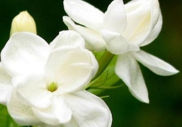  圆叶■新手养花，不如养盆花中精品“圆叶肿柄菊”，花色艳丽，美艳高贵