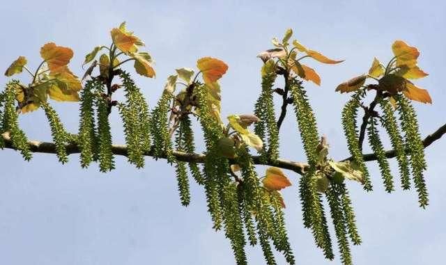  【村民】春季农村的5种野菜，村民不稀罕，城里人当“宝贝”，纷