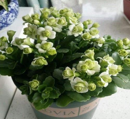 『盛夏期间』养长寿花,半年只需用上“一勺肥”,枝叶茂盛,开花不断!