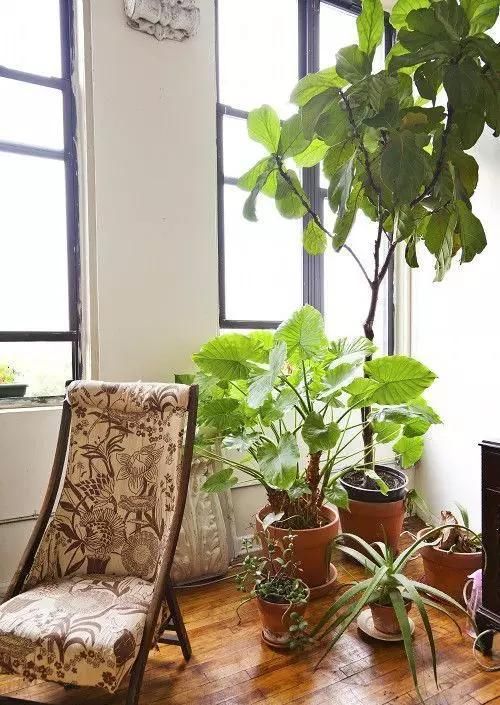 【自带】自带镇宅安家的30种大植物，满满都是安全感