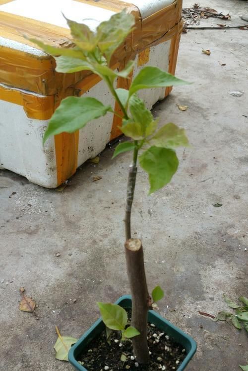  「嫁接苗」全世界最好看的花属于月季花,花开那么美又好养,怎能不心动