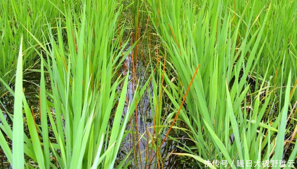  「水果」农田一杂草，以前农民挖不绝，现在想吃靠买，10元一斤