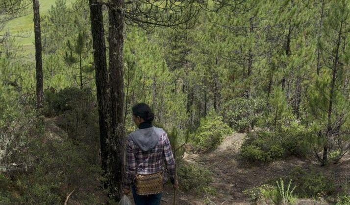 农村姑娘凌晨抹黑上山找“宝贝”，一斤一千块，一天采半斤足矣