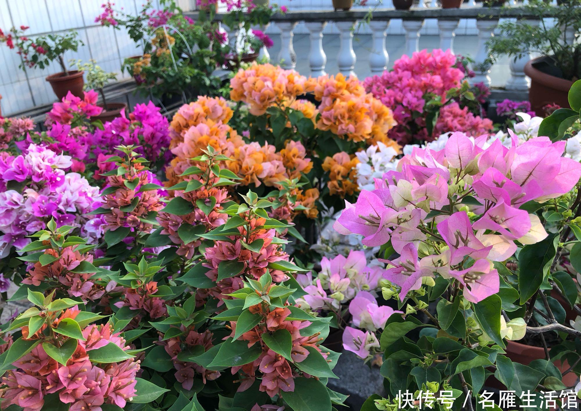 『扦插』扦插的三角梅枝条多久开花?不要急着赏花,养根复壮才是关键
