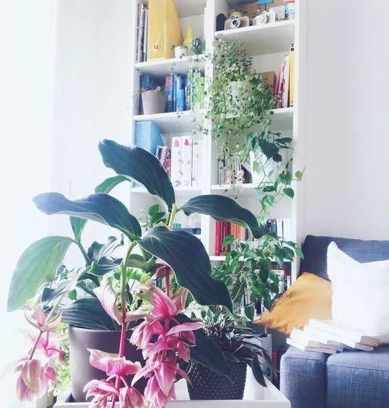 植物界的13种世界之最