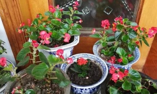  花卉植物■“精通园艺”是一种什么体验？花友：从一个坑掉进另一个坑！
