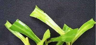  『扦插』猪笼草还能扦插？这款植物，有趣作用多！