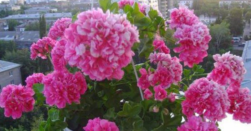  「养超」4种花吊起来养超美，好养易爆盆，个个开成大花球，一盆开花300朵
