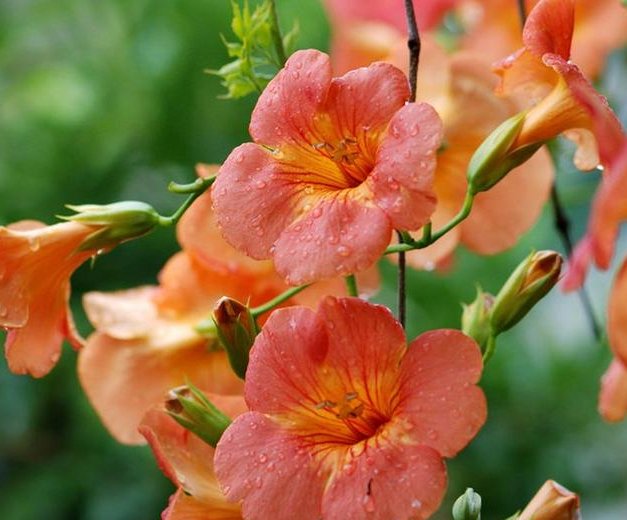  [院子]在院子种一棵凌霄花,1年爬满整个房子,花海一样