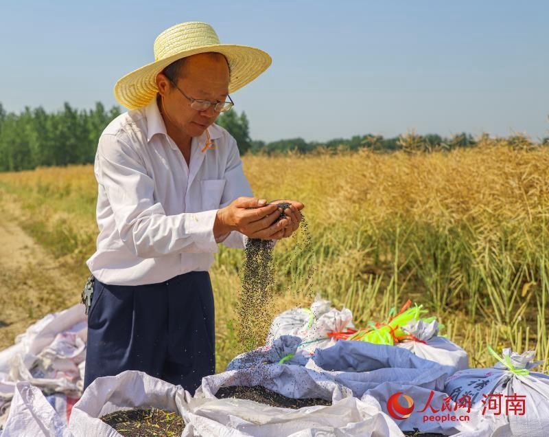  商城县|河南商城县2万亩油蔬两用型油菜喜获丰收