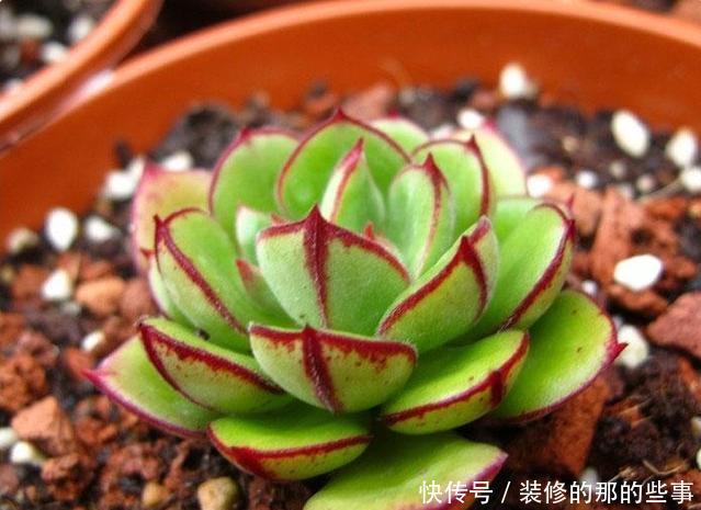 白色粉末|养尽天下多肉,多肉介绍,这几种拟石莲花属,你造不造啊