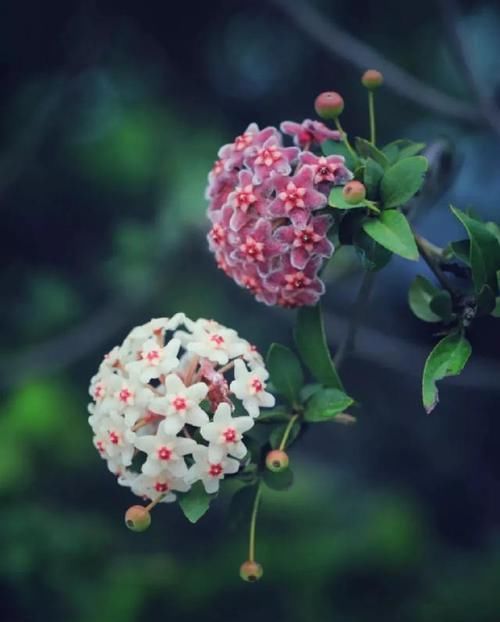  『三角梅』有院子的话，一定养这花，开花大又香！