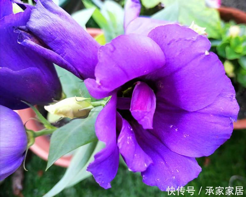 [洋桔梗叶片发软下垂]有人说此花比玫瑰还要美，秋天盆栽叶片总是发软下垂，怎么办