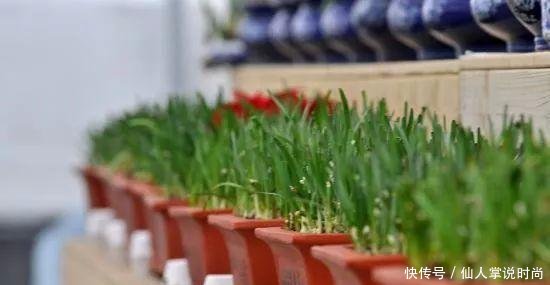 试试■都说种韭菜可以多次采摘,我准备好泡沫箱,试试种在阳台上